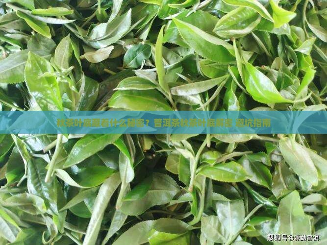 普洱茶秋茶叶底