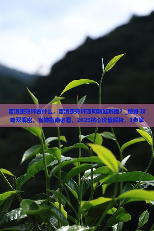 普洱茶好坏看什么