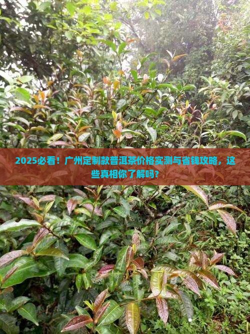 广州定制款普洱茶价格