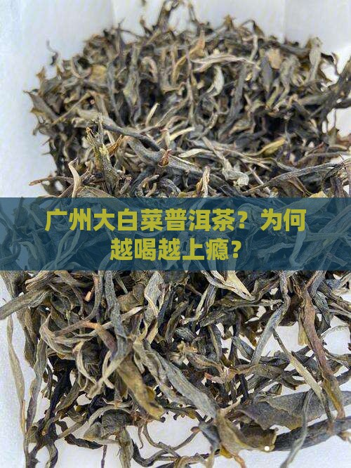广州大白菜普洱茶