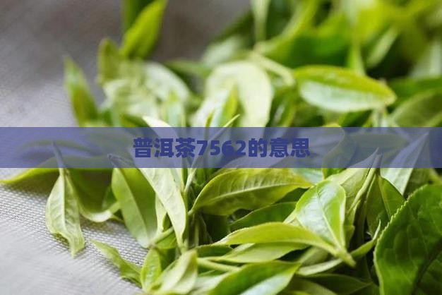 普洱茶7562的意思