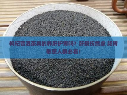 枸杞普洱茶养肝护胃吗