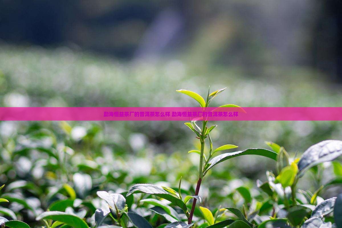 勐海恒益茶厂的普洱茶怎么样