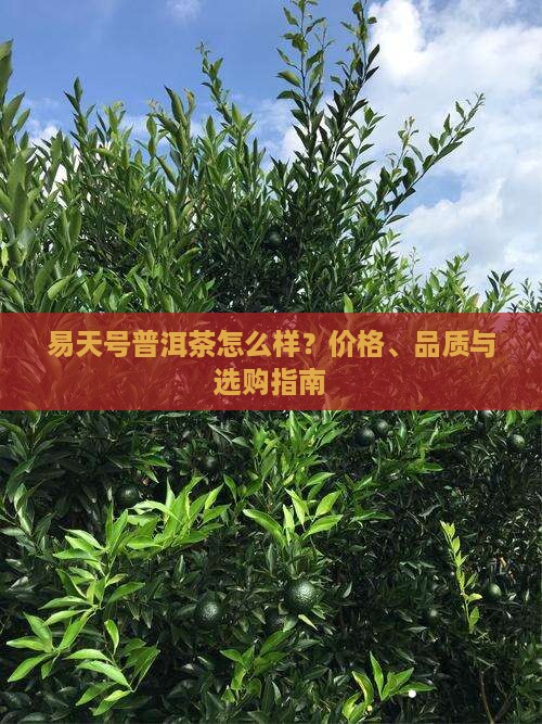 易天号普洱茶怎么样