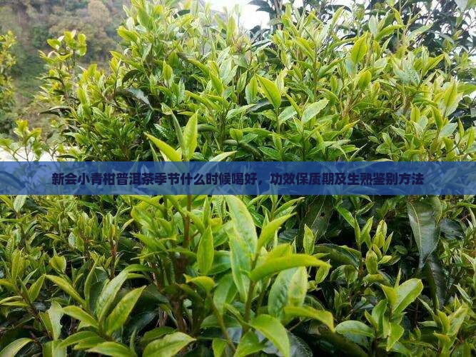 新会小青柑普洱茶季节