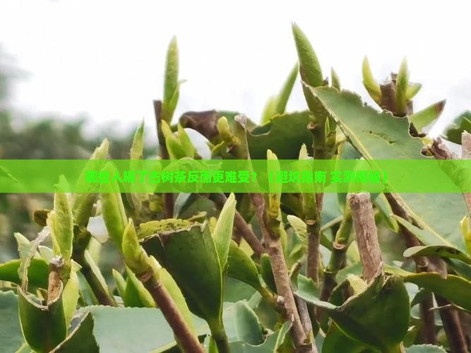 什么人不适合喝古树茶