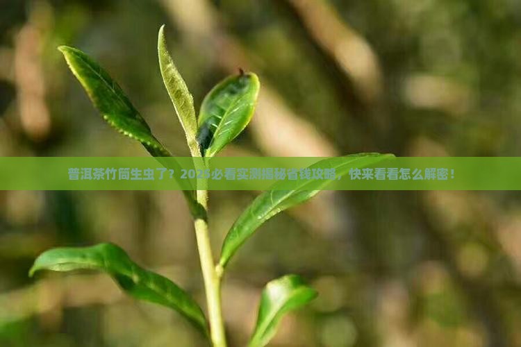 普洱茶的竹筒生虫了