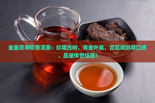 金茎贡黄印普洱茶