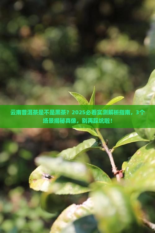 云南普洱茶是否黑茶
