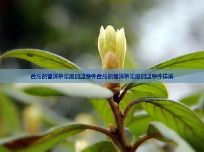 合肥熟普洱茶渠道加盟条件
