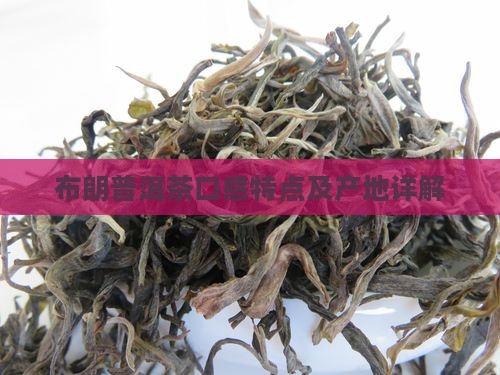 布郎普洱茶口感及产地
