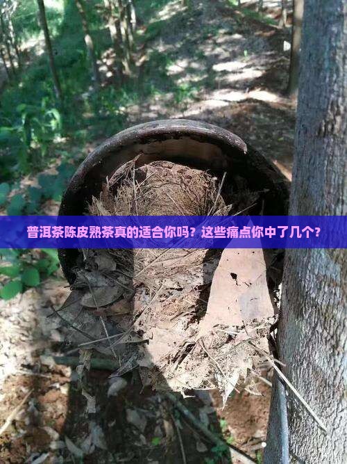 普洱茶陈皮熟茶