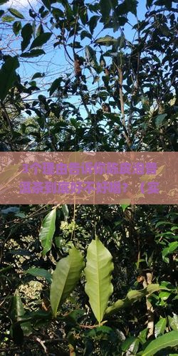 陈皮泡普洱茶好喝吗