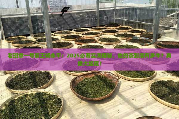 老班章一号茶王杨永平