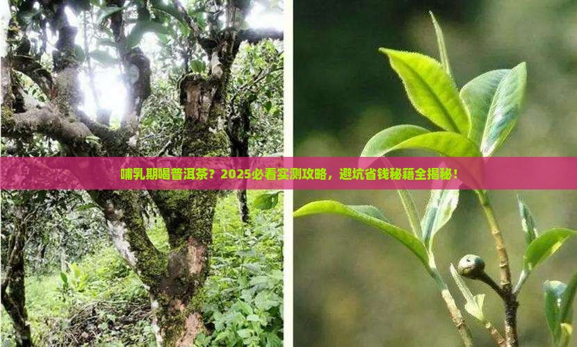 哺乳期能不能和普洱茶