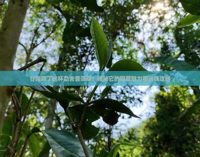 甘肃特制的勐舍普洱茶
