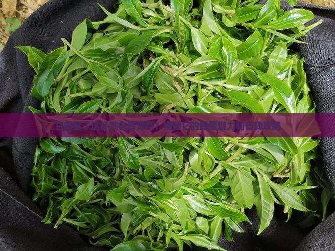 甘肃特制的勐舍普洱茶