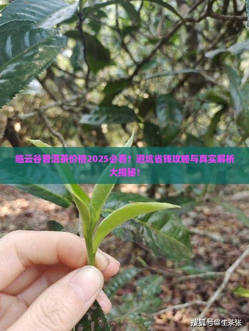 临云谷普洱茶价格