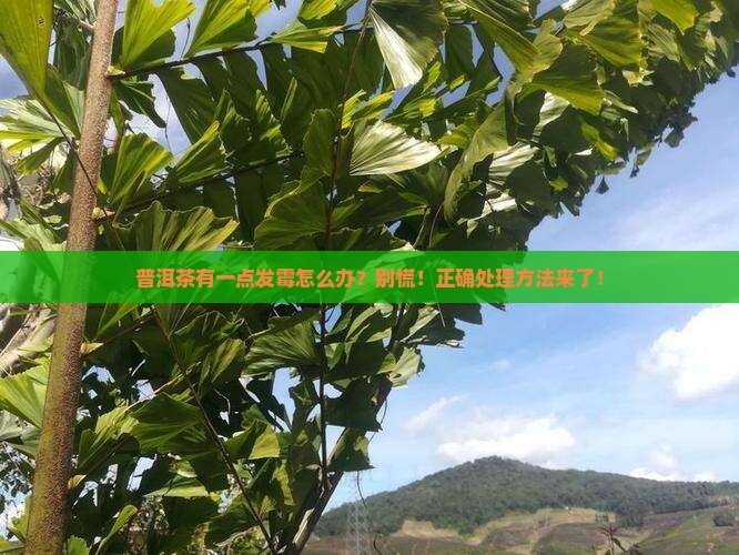 普洱茶有一点发霉怎么办