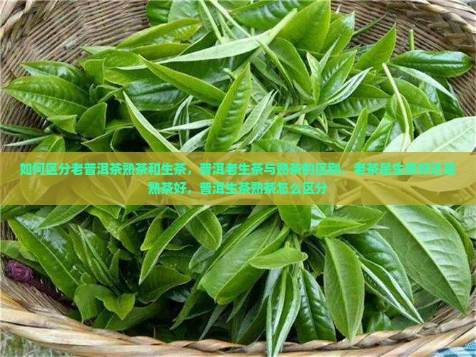 如何区分老普洱茶熟茶和生茶