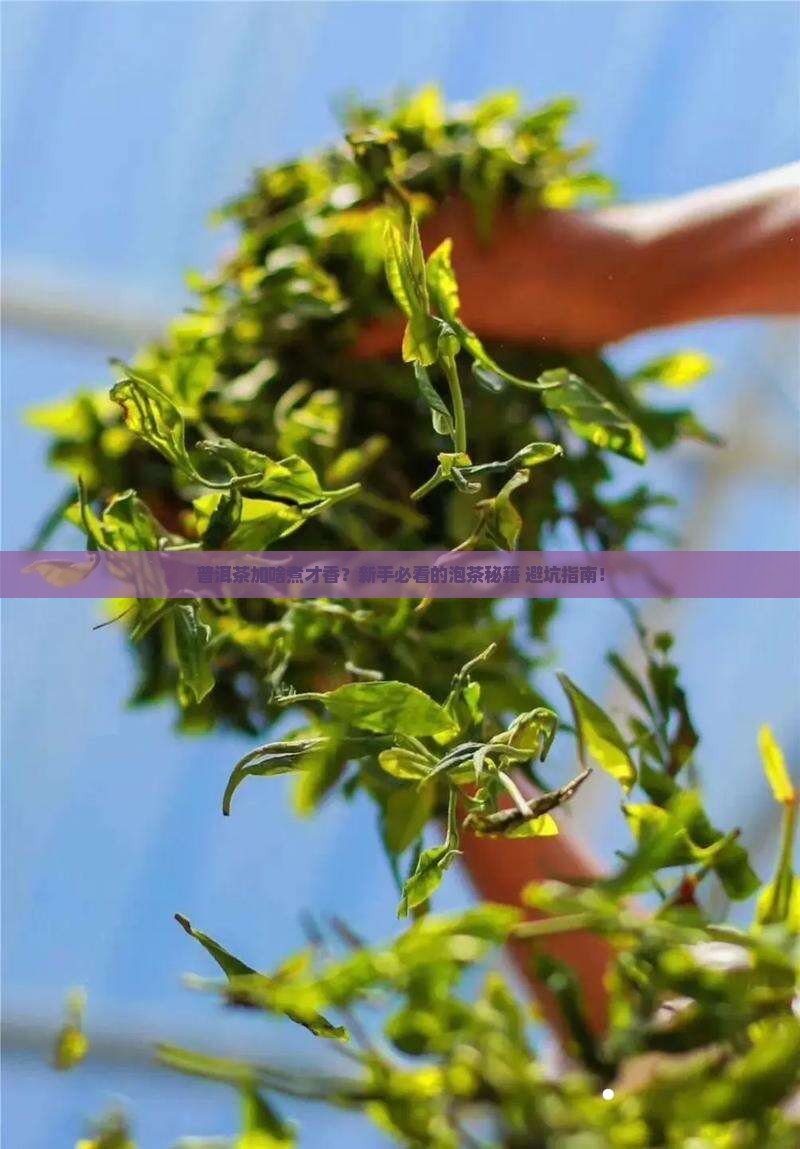 普洱茶加什么煮
