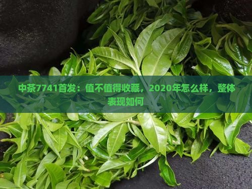 中茶7741首发