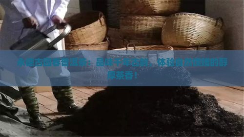 永德古园春普洱茶