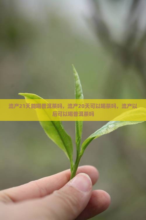 流产21天能喝普洱茶吗