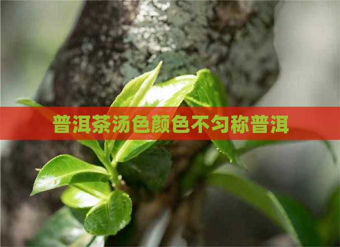 普洱茶泡完颜色不匀称
