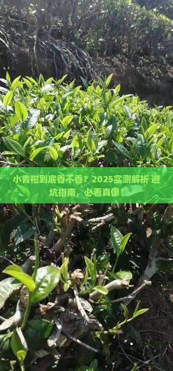 中茶小青柑怎么样