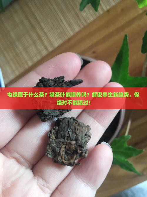 屯绿属于什么茶嫩茶叶能喂养吗