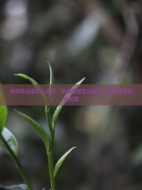 茶饼有点湿怎么处理