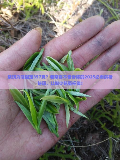 茶饼为什么是357克一饼