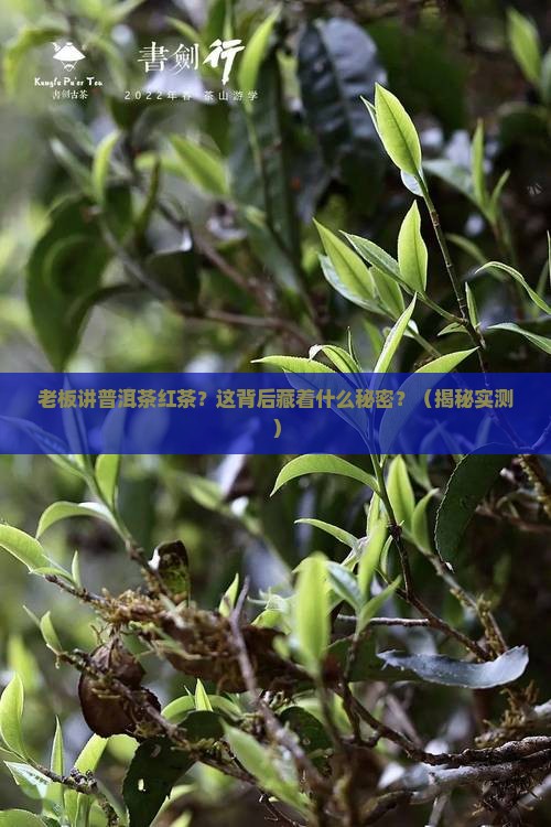 老板讲普洱茶红茶什么意思