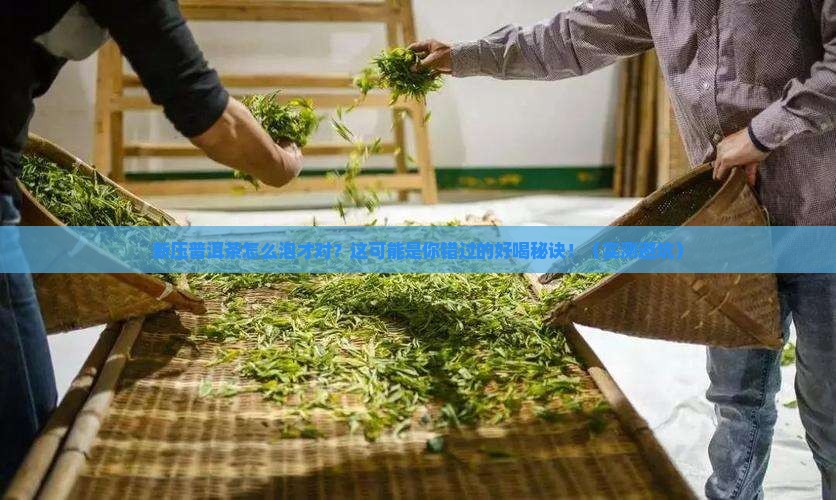 新压普洱茶的正确泡法是什么