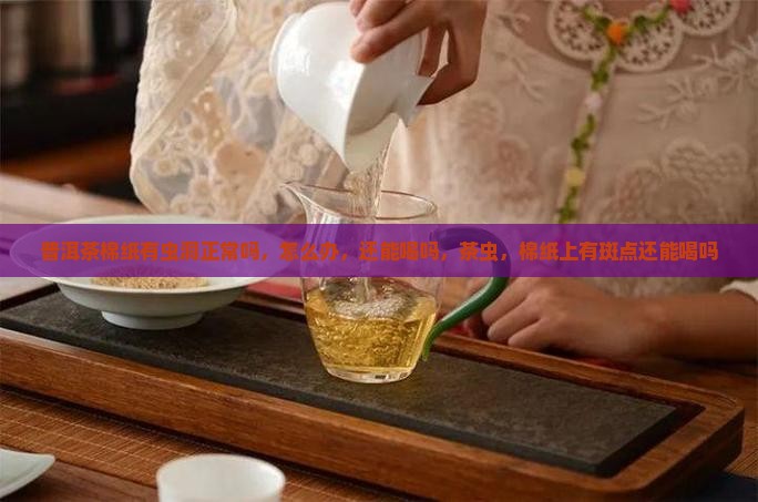 普洱茶棉纸有虫洞