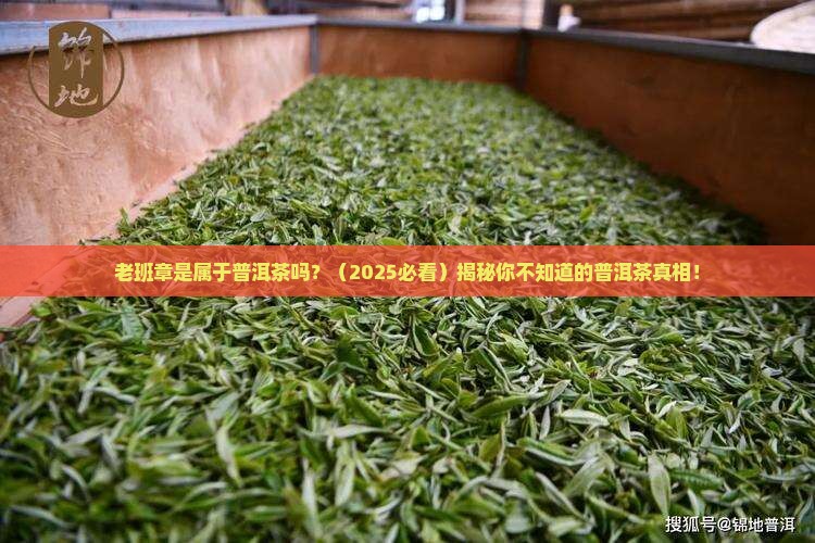 老班章是属于普洱茶吗