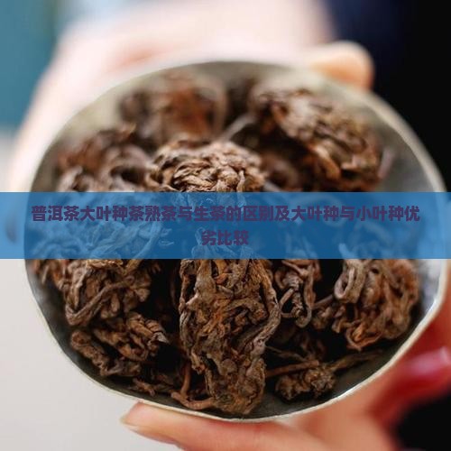 普洱茶大叶种茶熟茶