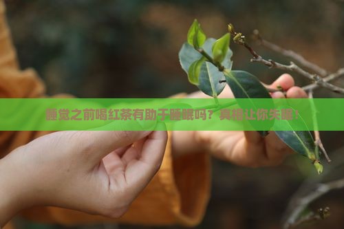睡觉之前喝红茶有助于睡眠吗