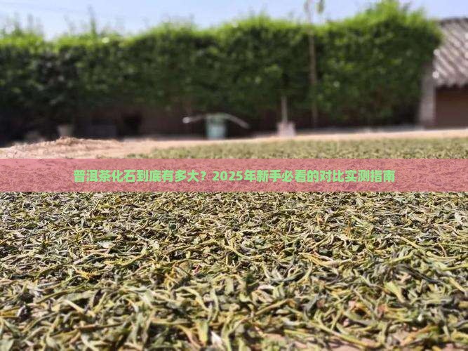 普洱茶化石大小对比