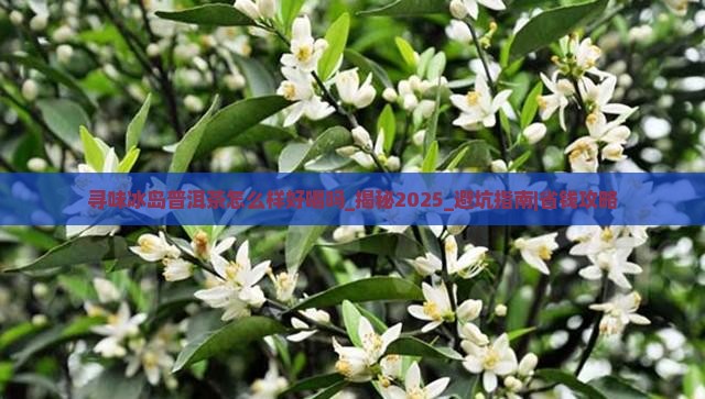 寻味冰岛普洱茶怎么样好喝吗