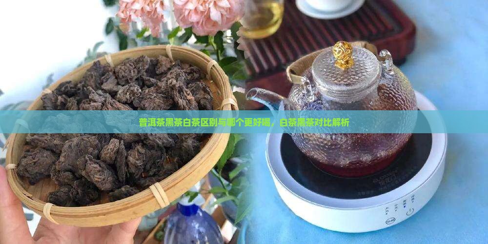 普洱茶黑茶白茶