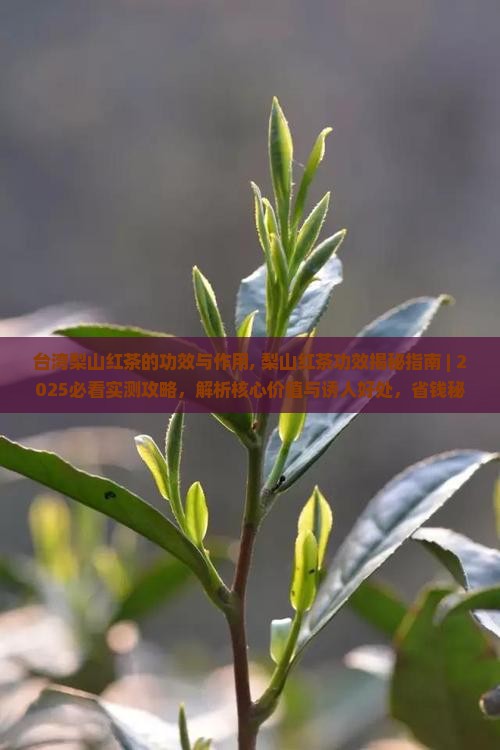 台湾梨山红茶的功效与作用
