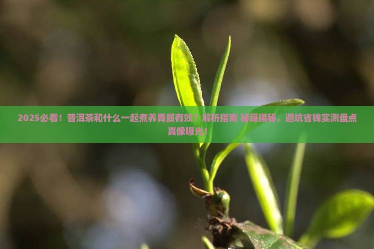 普洱茶和什么一起煮比较养胃