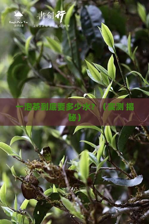 一泡茶是多少水