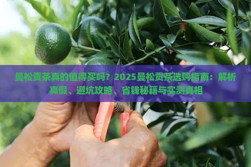 曼松贡茶的品牌