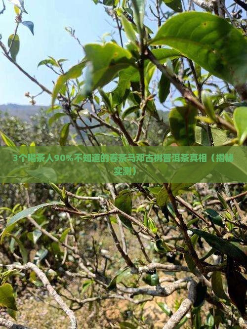 春茶马邓古树普洱茶