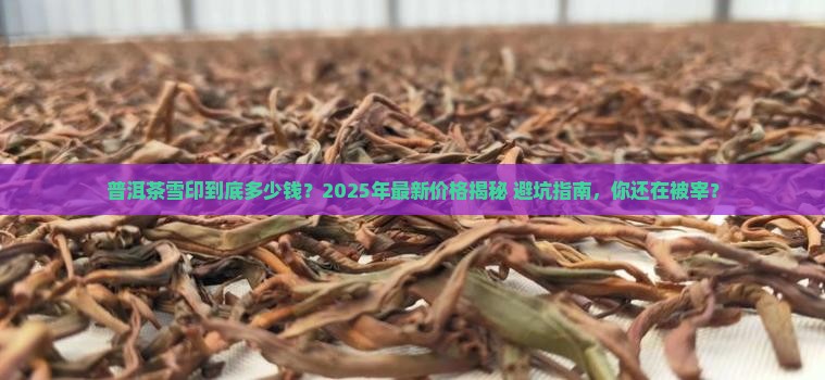 普洱茶雪印多少钱