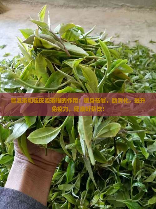普洱茶和桂皮泡茶喝的作用