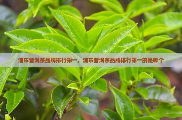 浦东普洱茶品牌排行第一